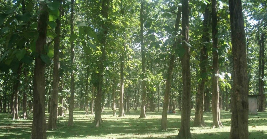 Sal Bagan, Cooch Behar, West Bengal - Vushii.com Sal Bagan, Cooch Behar, West Bengal - Vushii.com